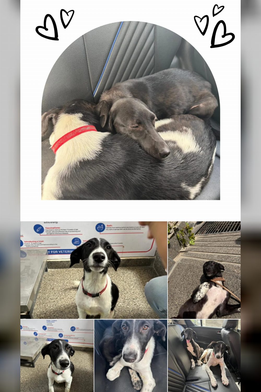 Any takers for these 2 cuties? — Delhi NCR