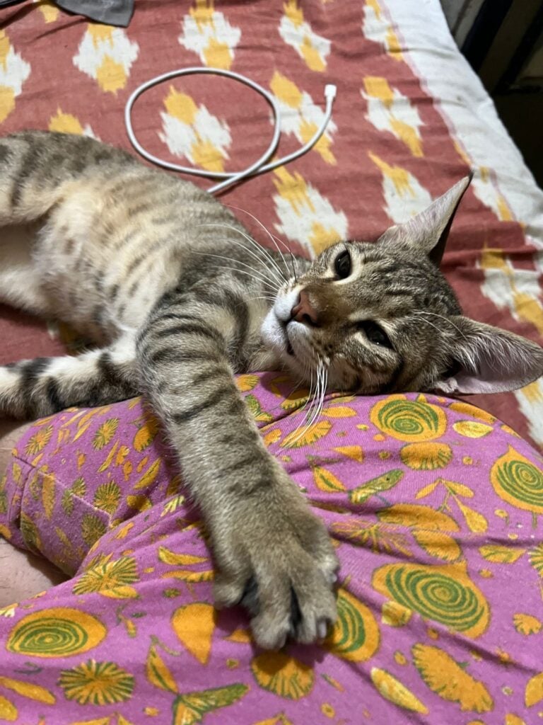 Cat up for Adoption!! Urgent!!