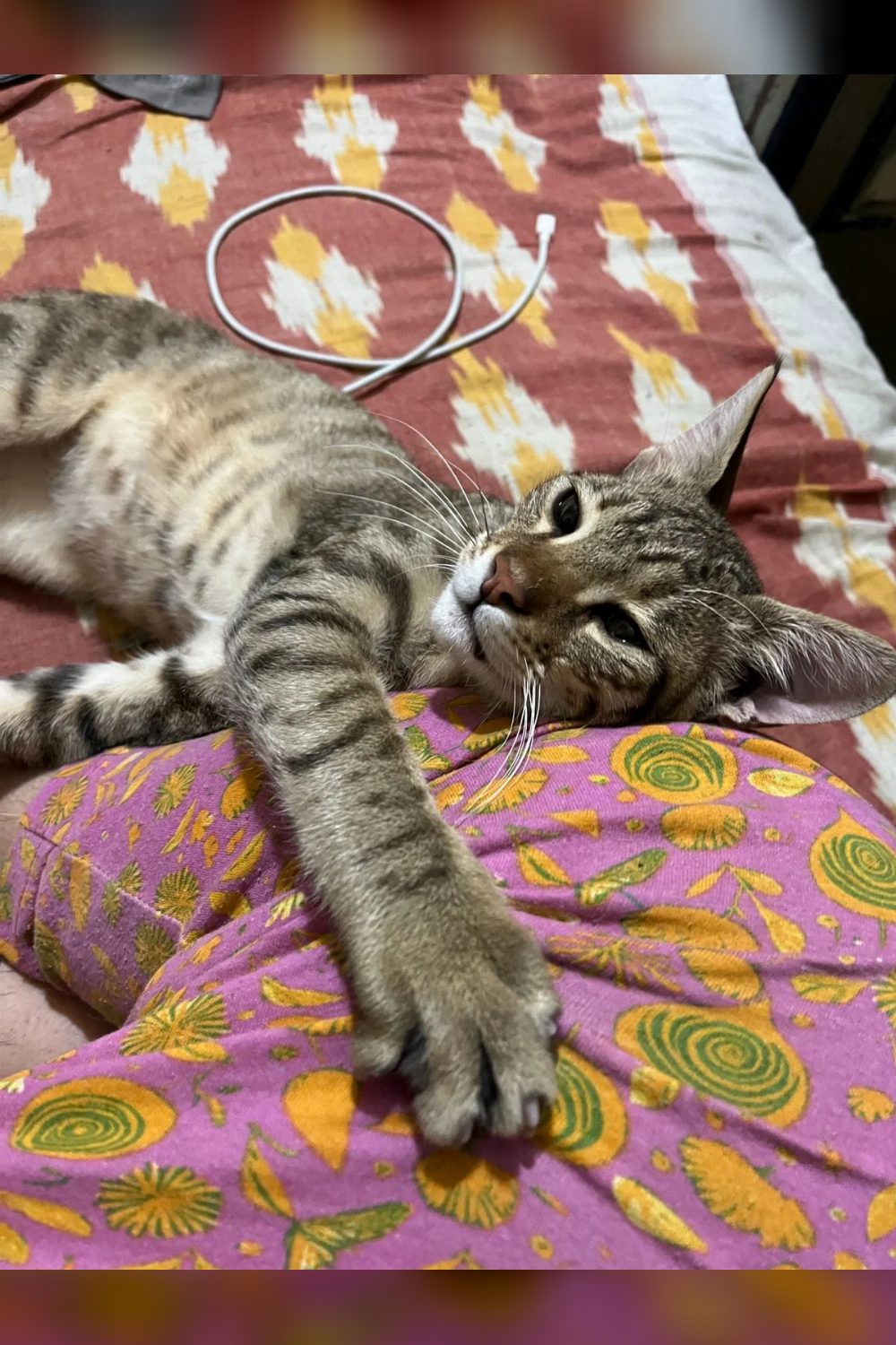 Cat up for Adoption!! Urgent!! — Delhi NCR