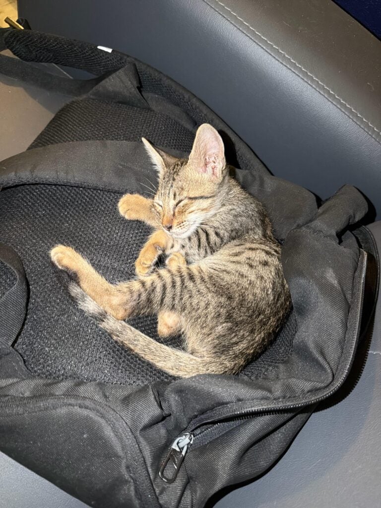 Bengaluru 🐾 Adoption Alert – Tiny Grey Boy Looking for a Home! 🐾