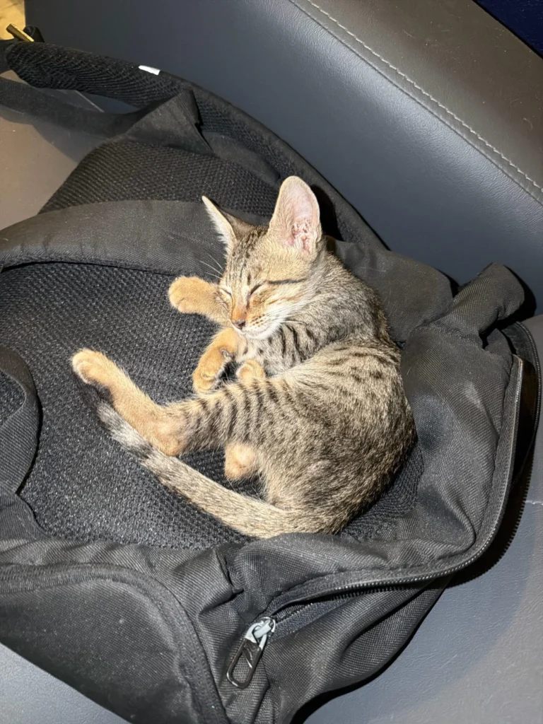 Bengaluru 🐾 Adoption Alert – Tiny Grey Boy Looking for a Home! 🐾