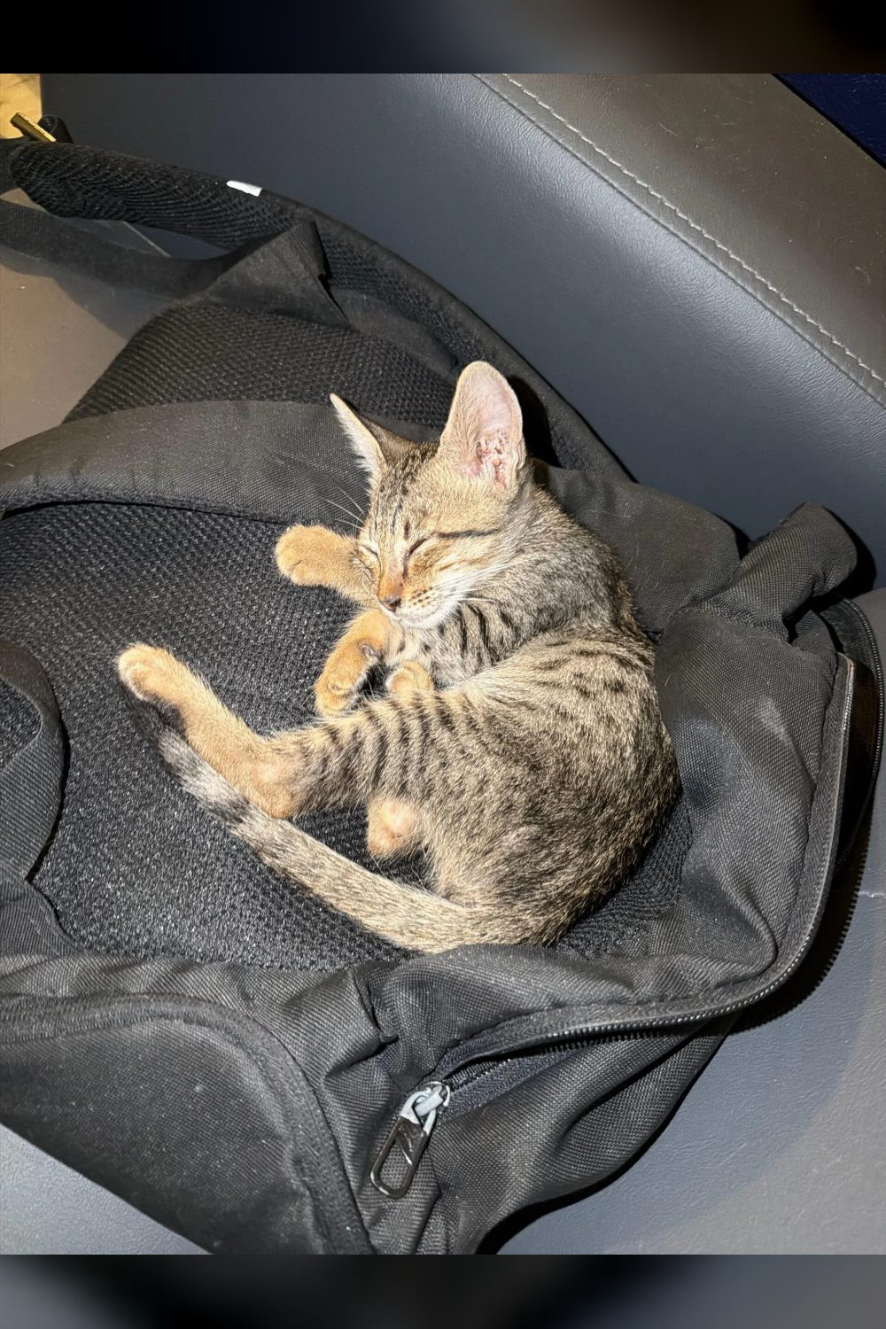 Bengaluru 🐾 Adoption Alert — Tiny Grey Boy Looking for a Home! 🐾