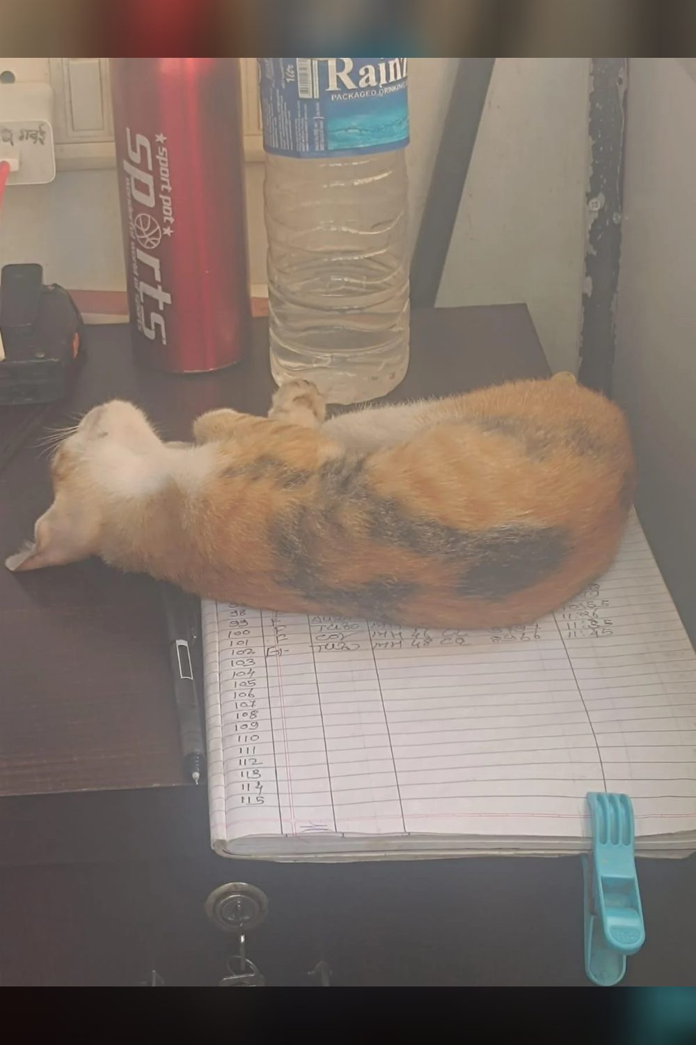 3-month-old female kitten for adoption — Mumbai