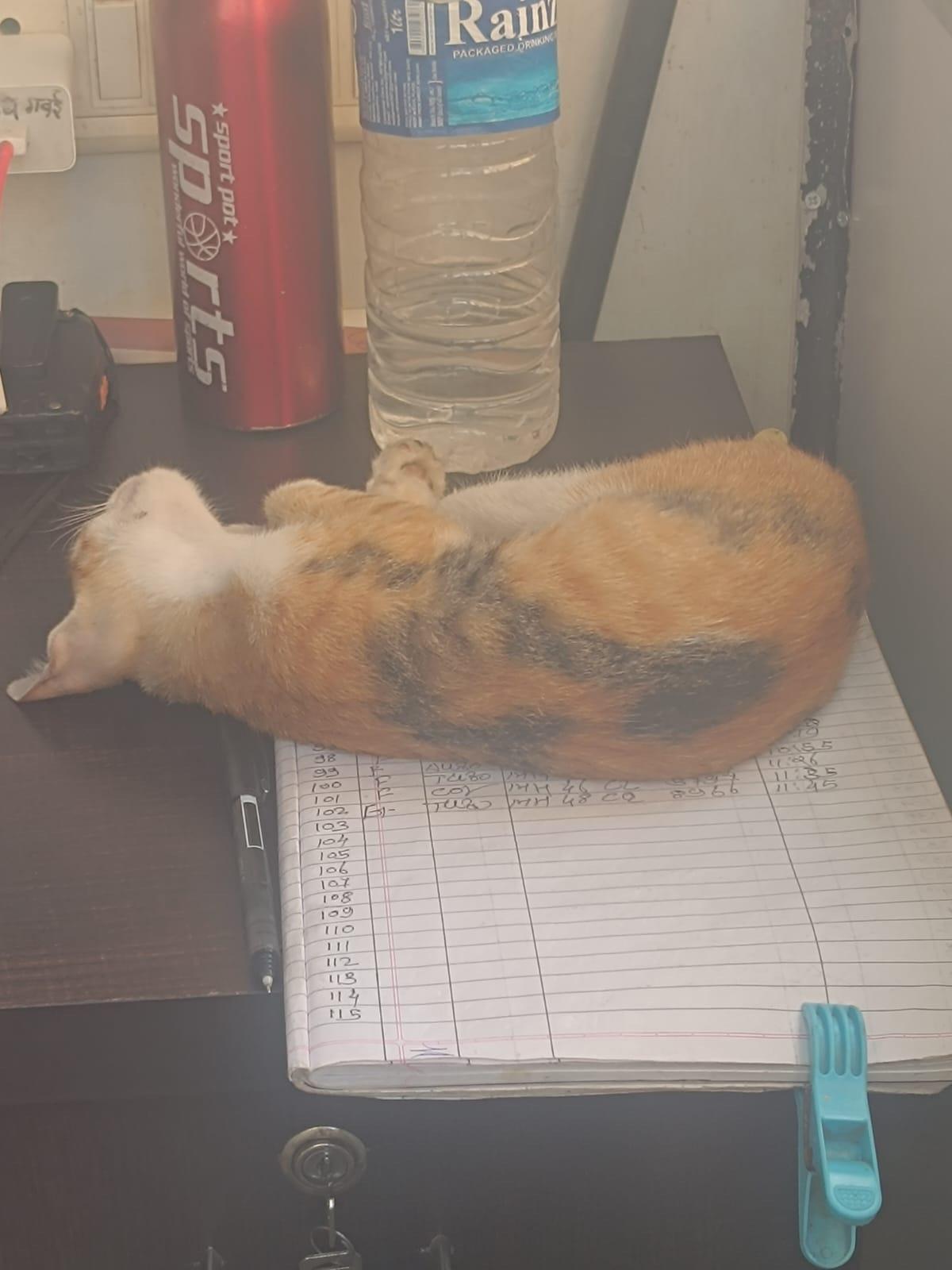 Adoption appeal for a much loved community pet