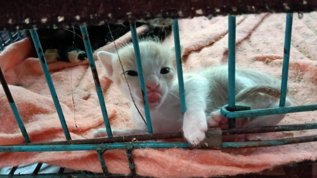 Find a home for cheezzball