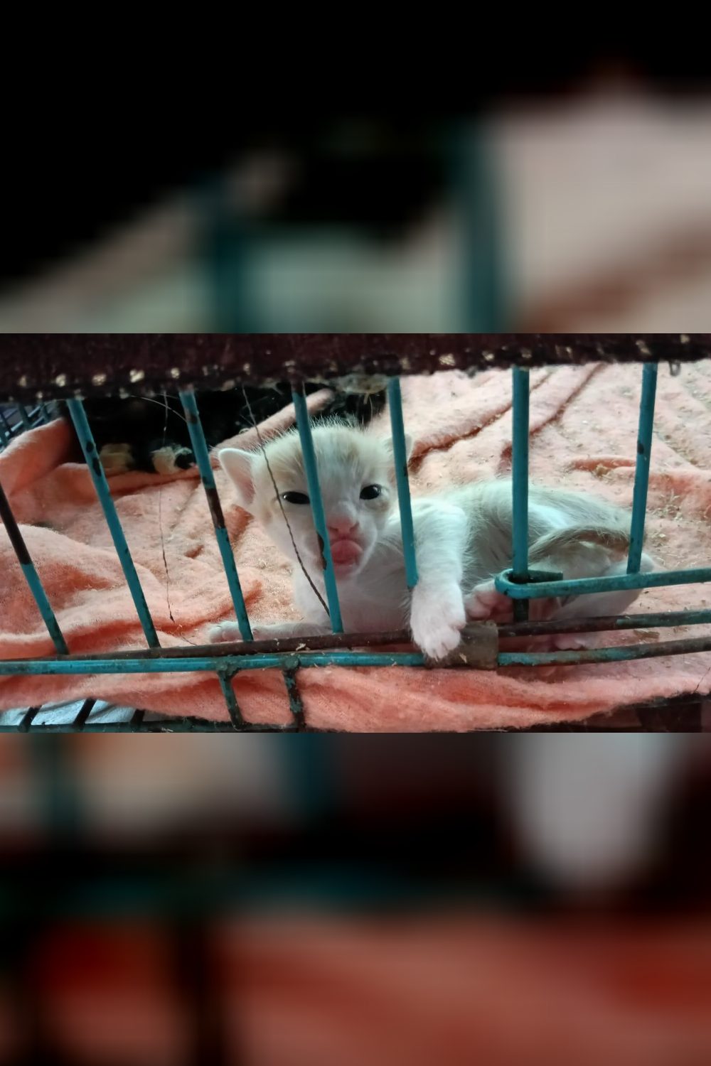 Find a home for cheezzball — Pune