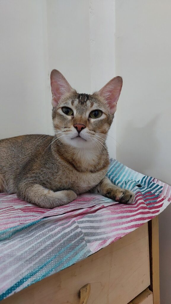 Adult cats also deserve love ❤️🙏🏻