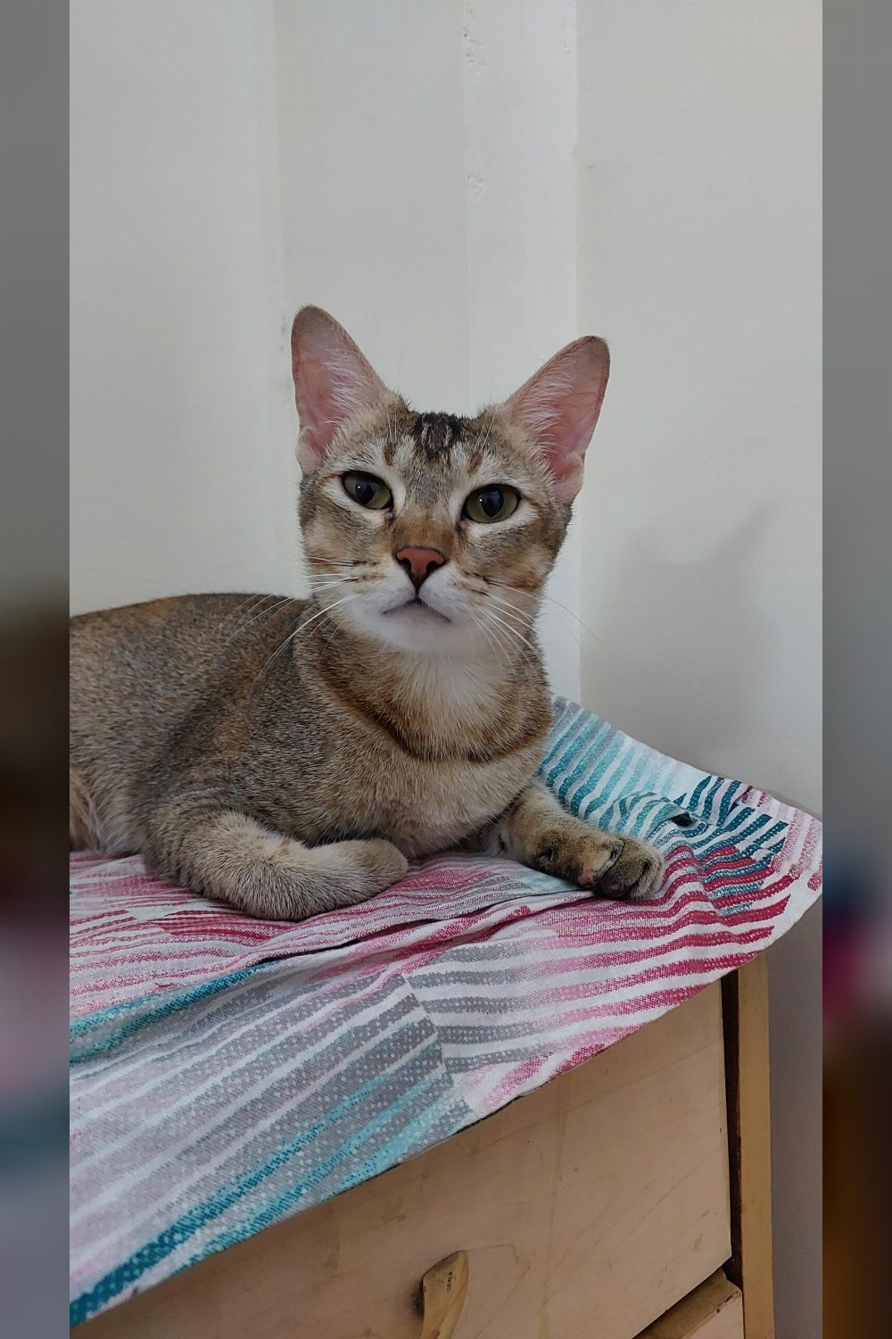 Adult cats also deserve love ❤️🙏🏻 — Mumbai
