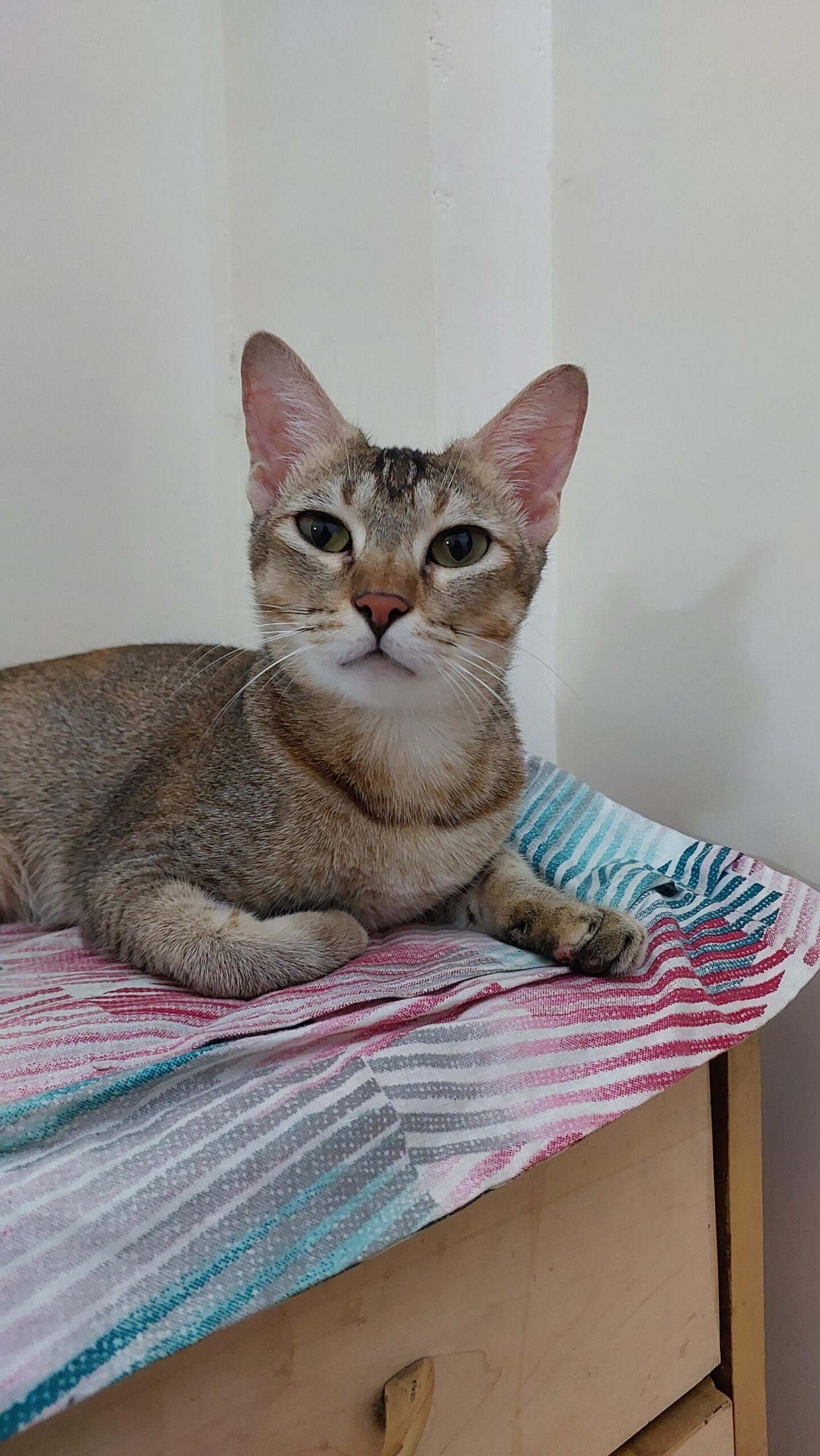 Adult cats also deserve love β€οΈππ»