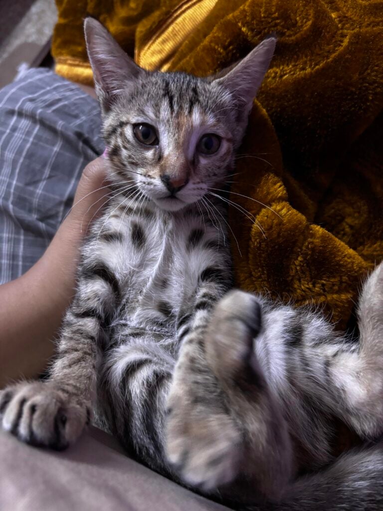 2.5 month kitten adoption - Delhi