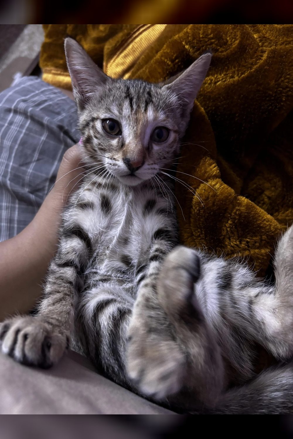 2.5 month kitten adoption — Delhi