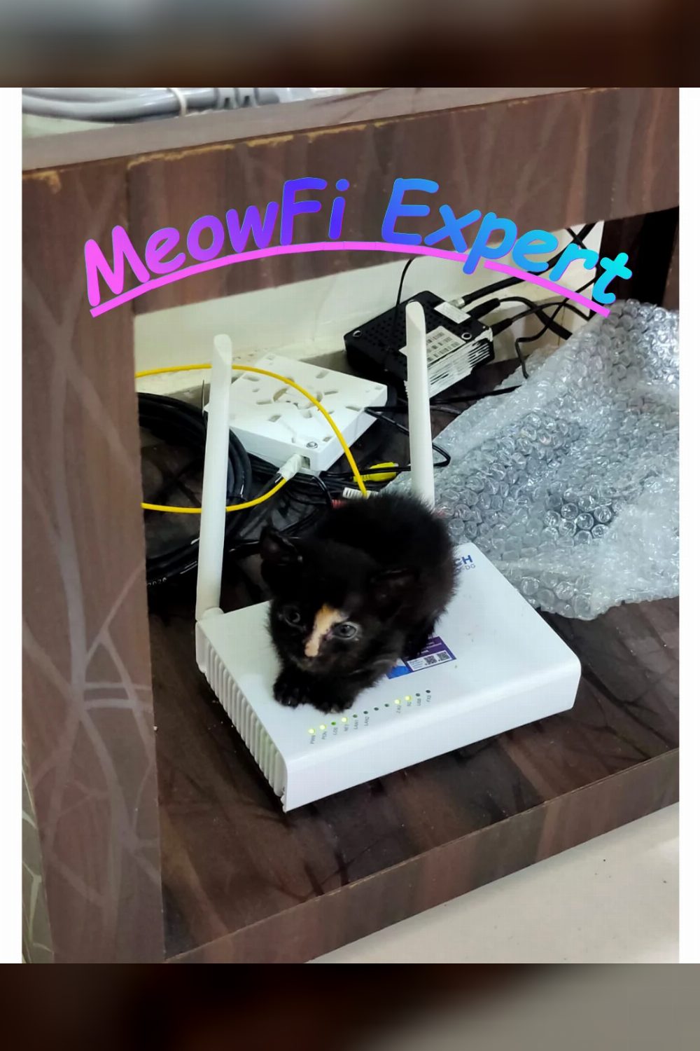 Adopt DotSon 🐈, Silky 🐈‍⬛or Shyra 🐈 — Pune