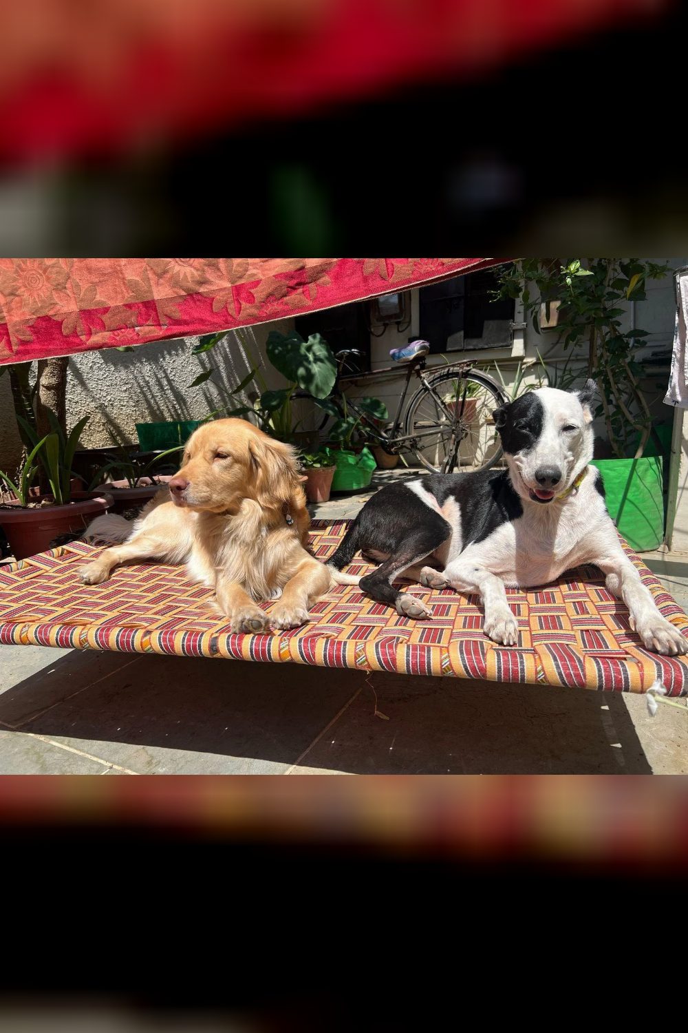 Boozo (1.5Y, Cocker Spaniel/Golden Retriever Mix) is Looking for an Experienced Home | Kanpur