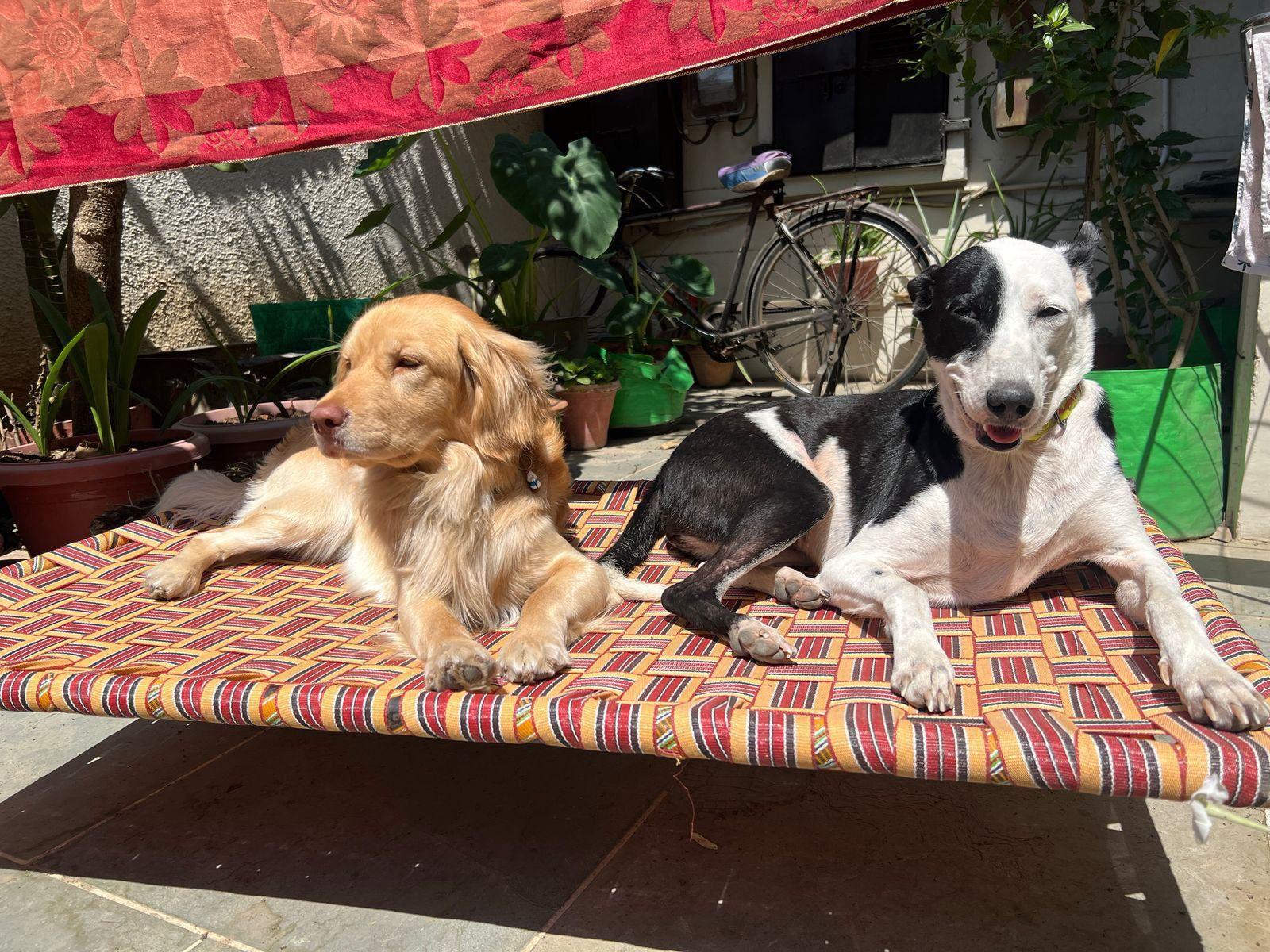 Boozo (1.5Y, Cocker Spaniel/Golden Retriever Mix) is Looking for an Experienced Home | Kanpur