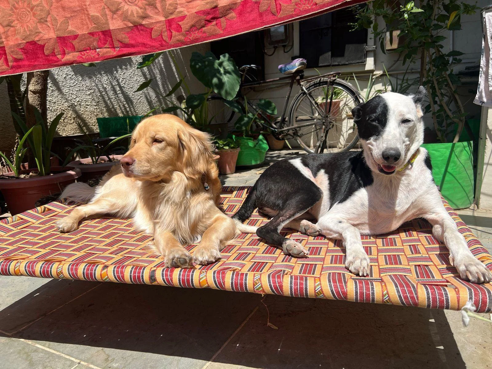 Boozo, a 1.5-year-old neutered Cocker Spaniel and Golden Retriever mix, up for adoption in Kanpur