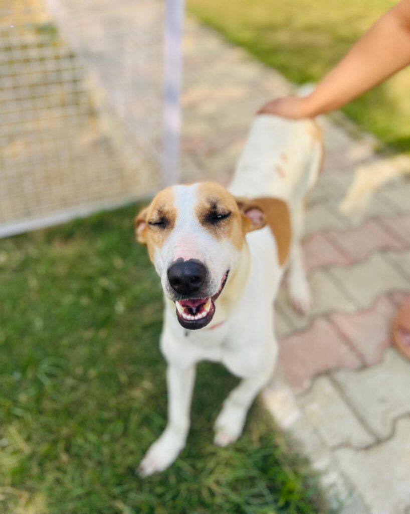 Adopt Archie