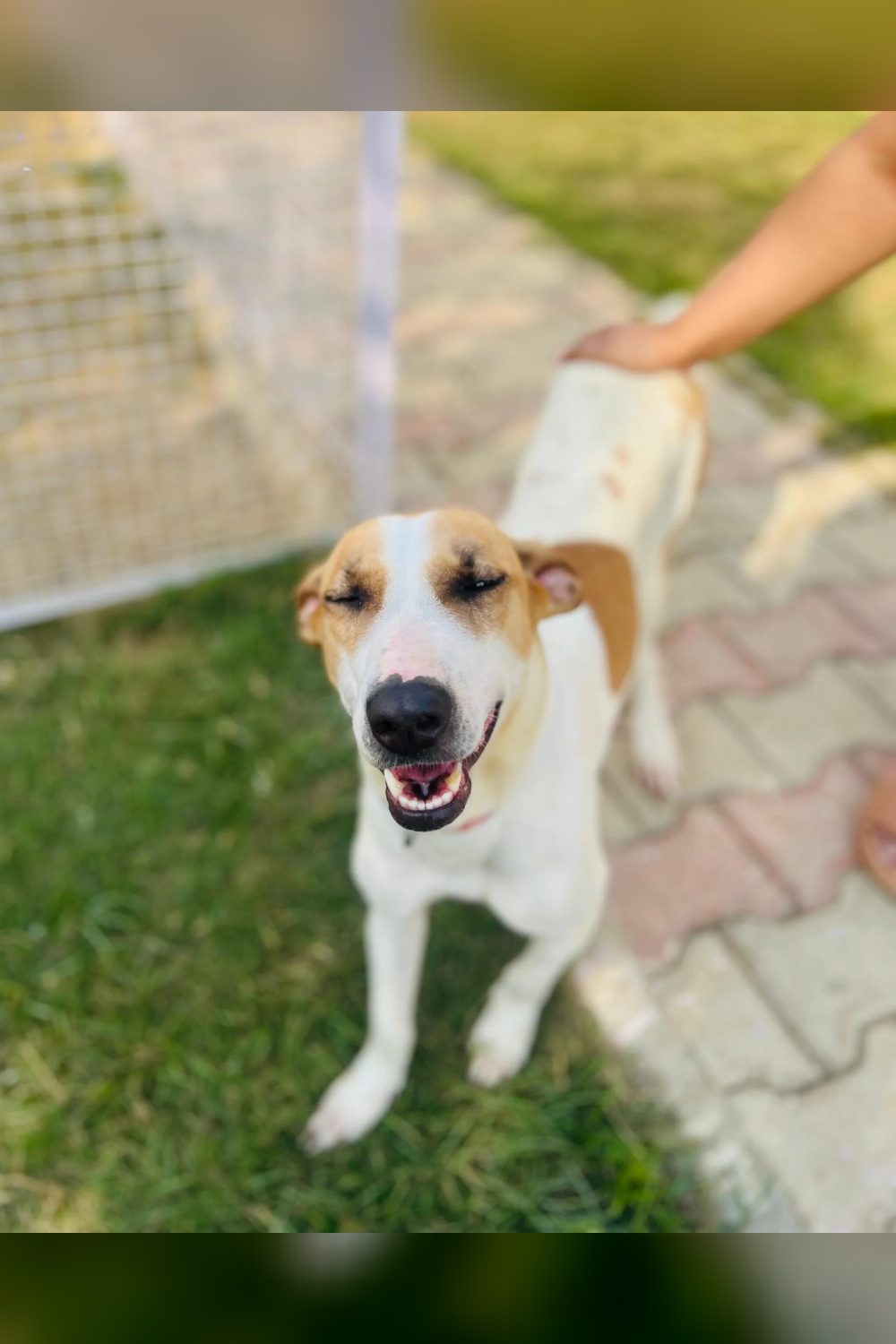 Adopt Archie — Delhi NCR