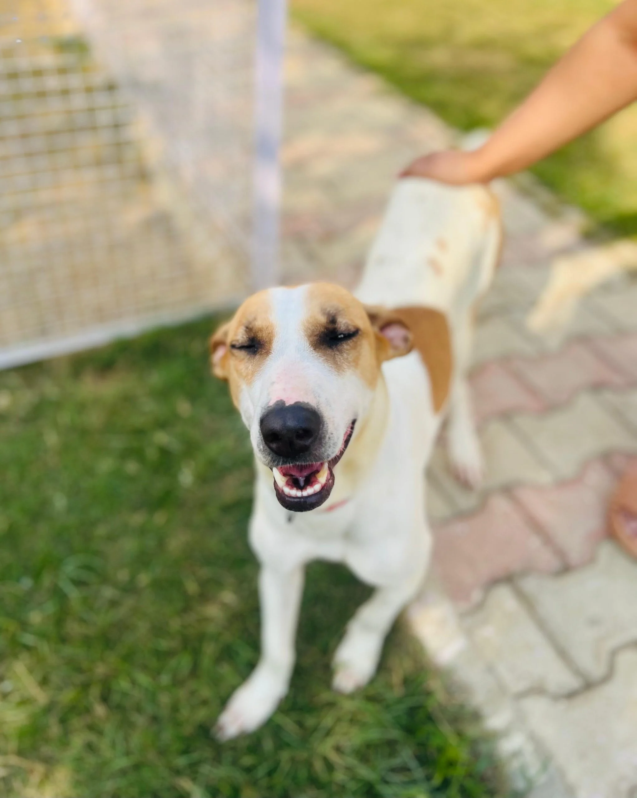 Adopt Archie