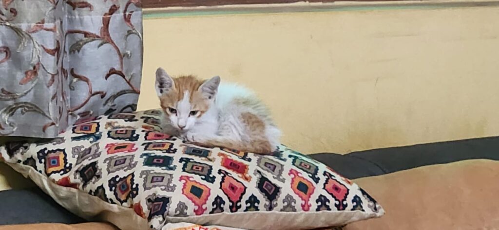 Adorable Kitten up for adoption🐾 (Delhi)