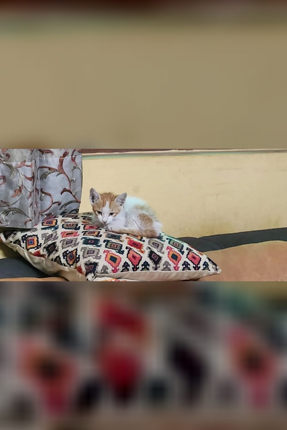 Adorable Kitten up for adoption🐾 (Delhi)
