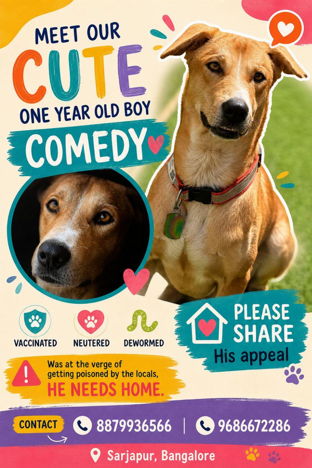 Adopt comedy — A cute fun dog who’s just happy all the time — Bengaluru