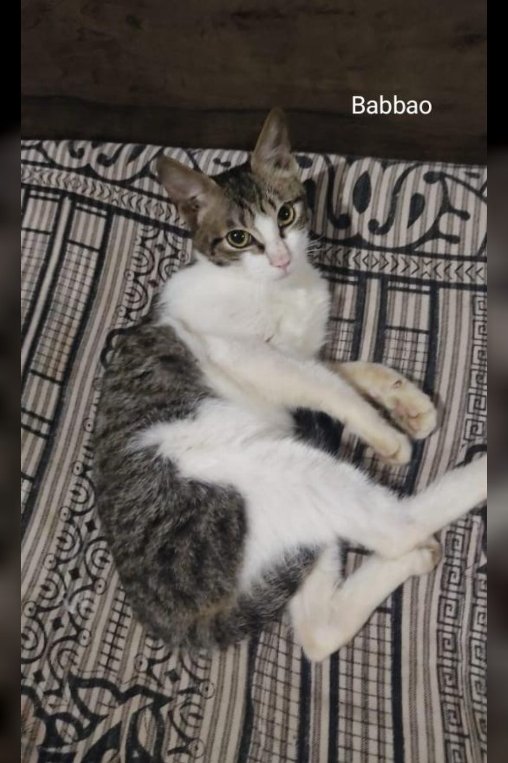 Two cute kittens up for adoption in Delhi