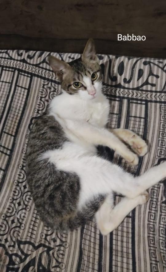 Two cute kittens up for adoption in Delhi