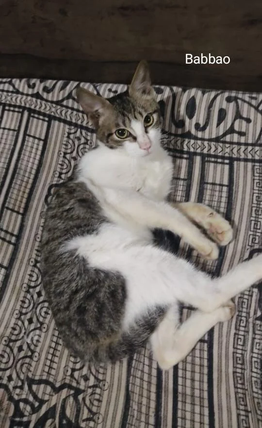 Two cute kittens up for adoption in Delhi