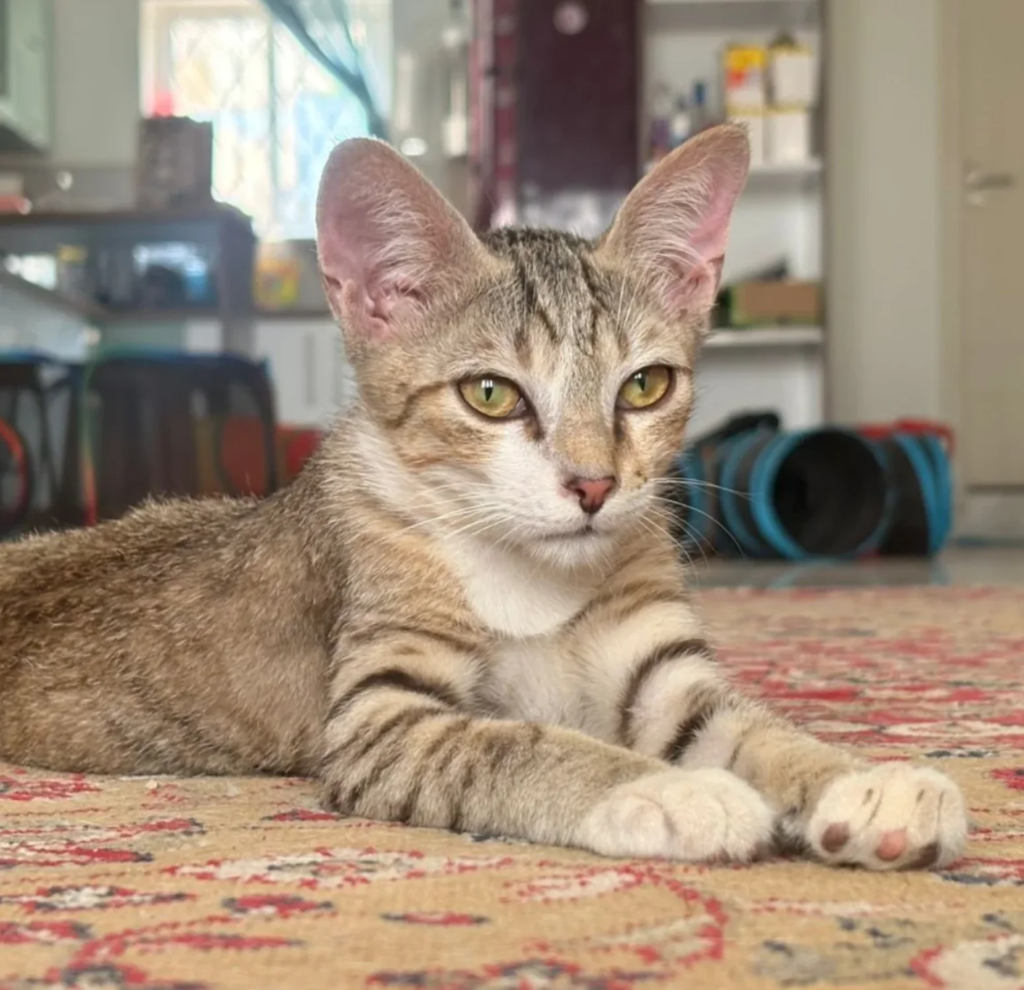 Two young 4 month old rescue kittens looking for a home in Bengaluru