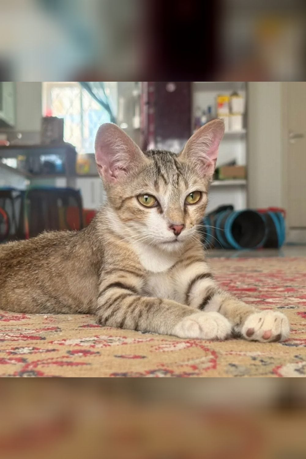 4-month-old male kitten for adoption — Bengaluru