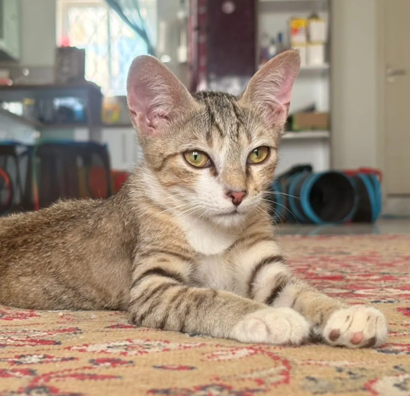 Two young 4 month old rescue kittens looking for a home in Bengaluru