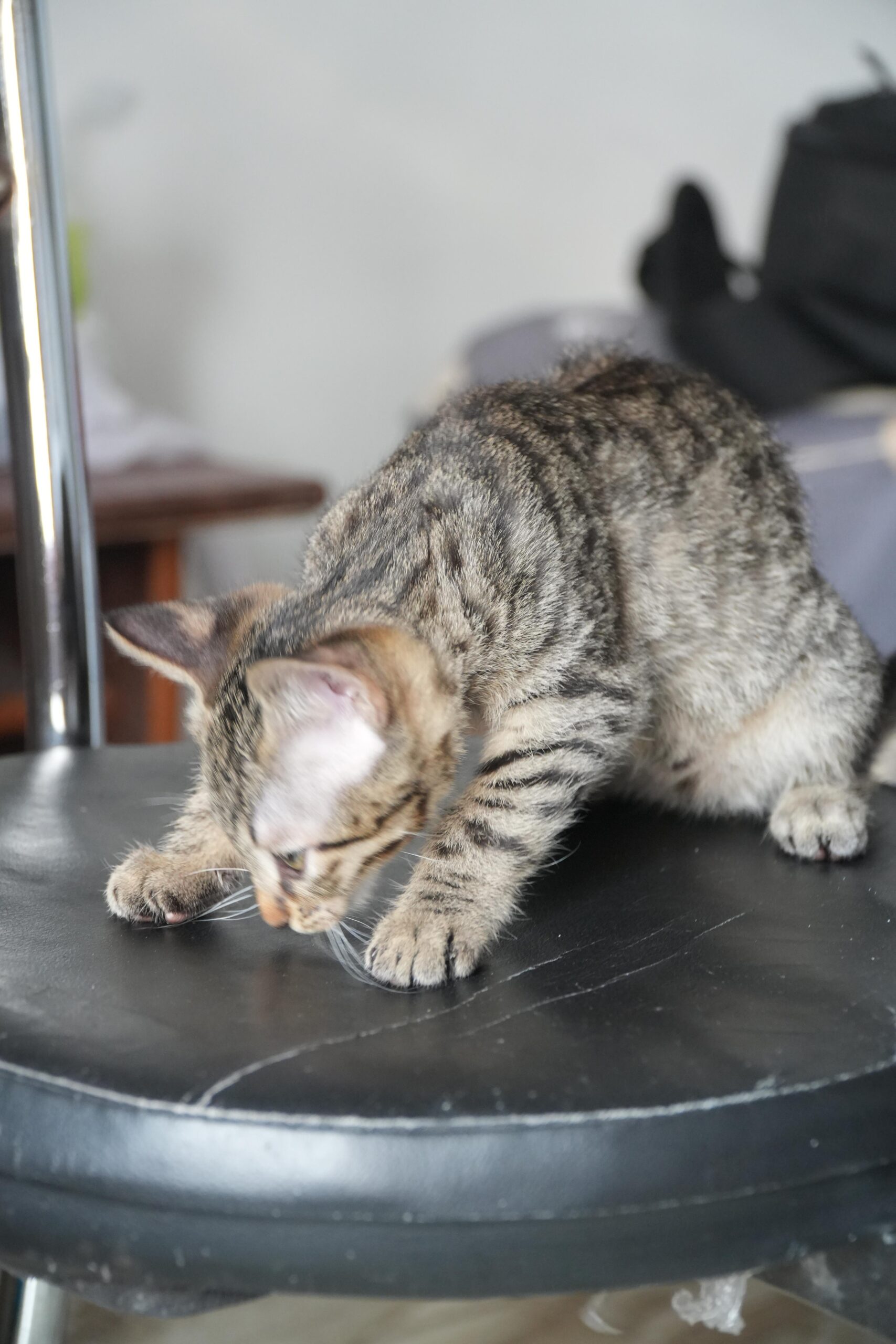 kitten adoption appeal