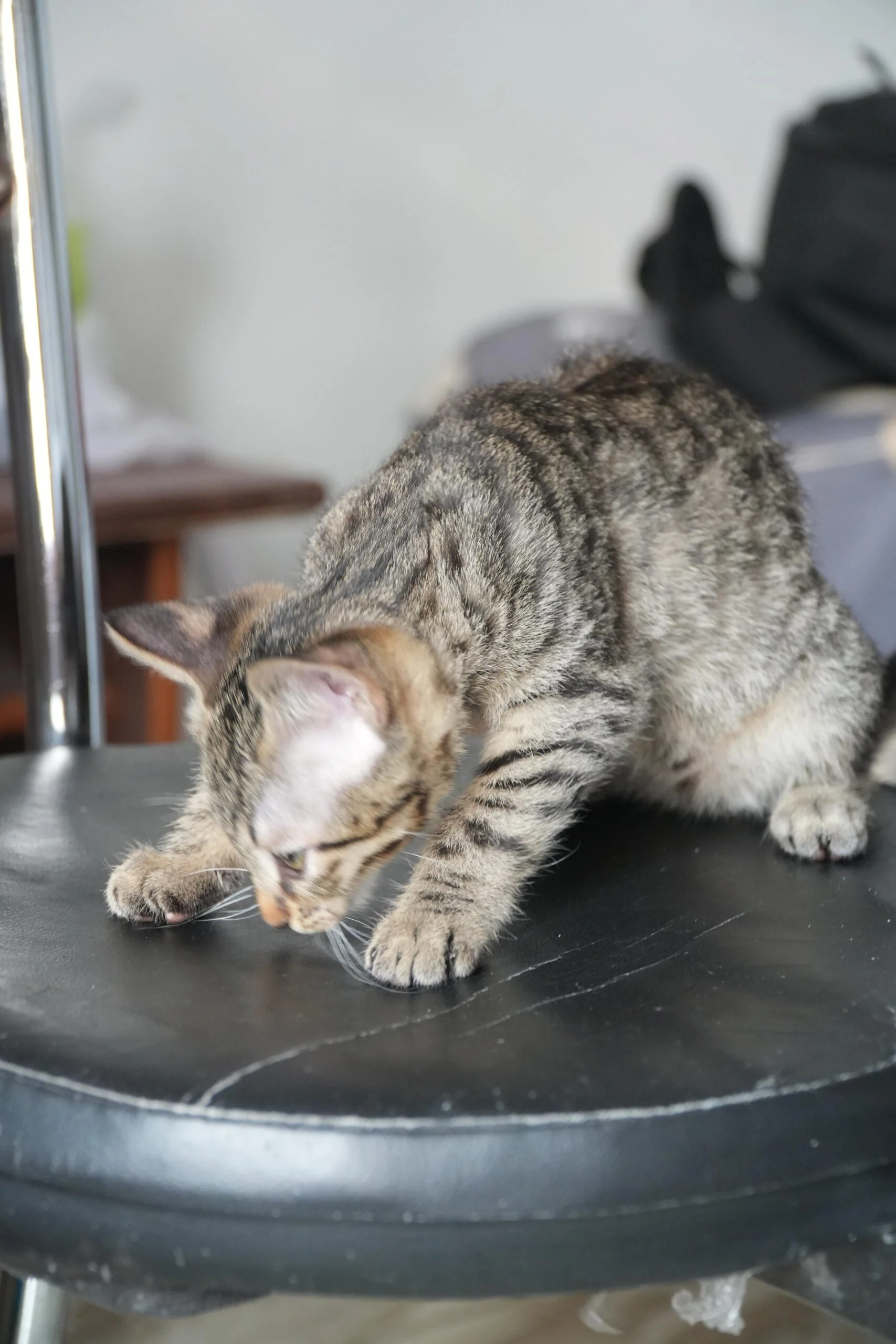 Three-month-old female kitten, dewormed and vaccinated, up for adoption in Delhi NCR