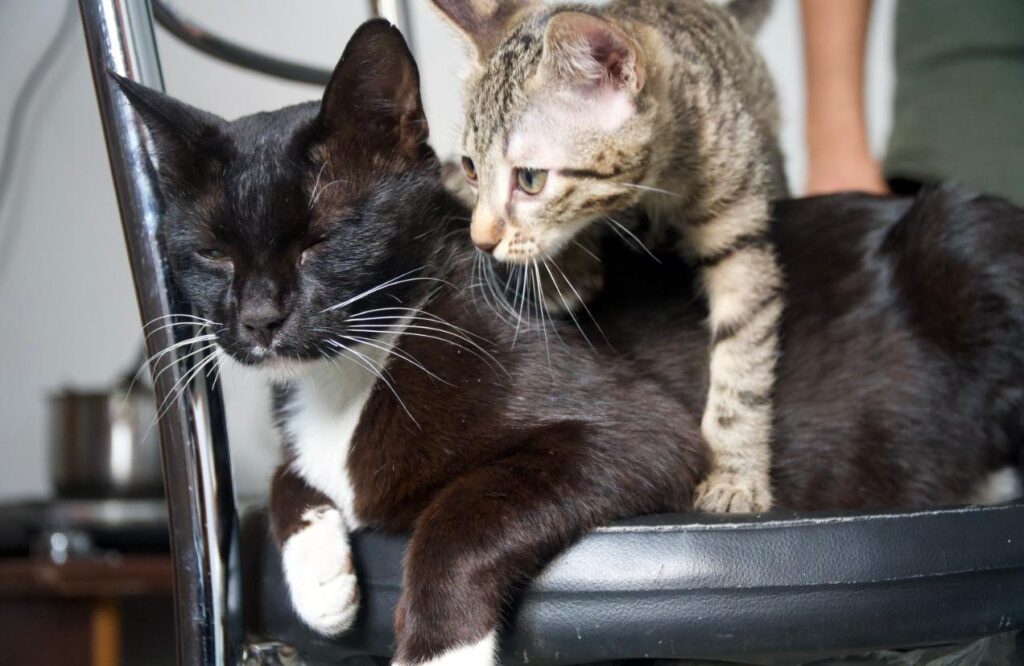 Urgent adoption/foster appeal in delhi ncr/dehradun