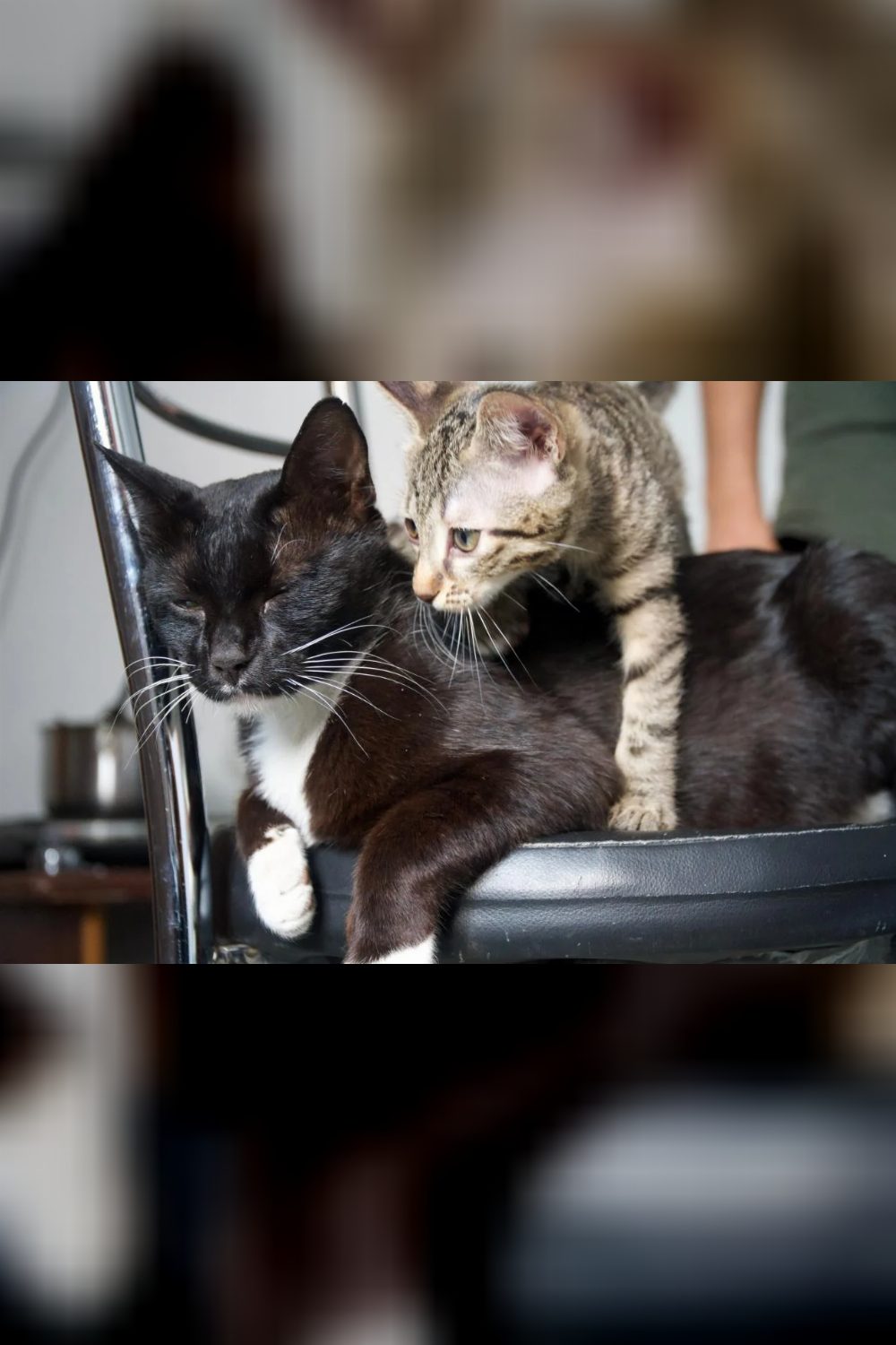 Female kitten for adoption — Delhi NCR