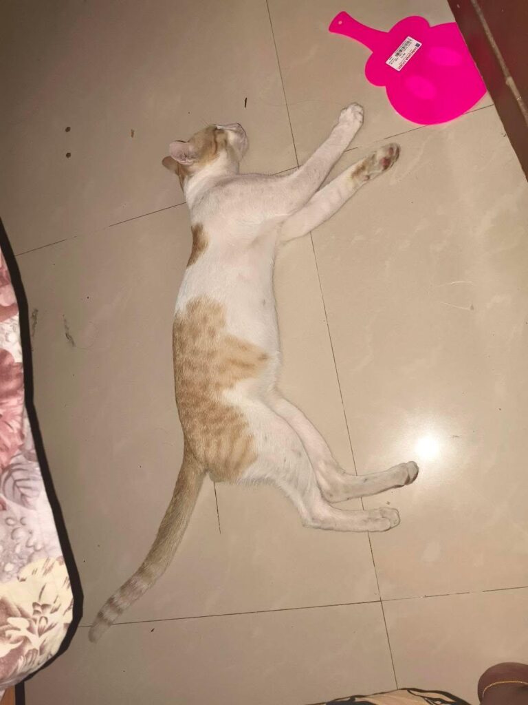Adopt cheeto - chennai