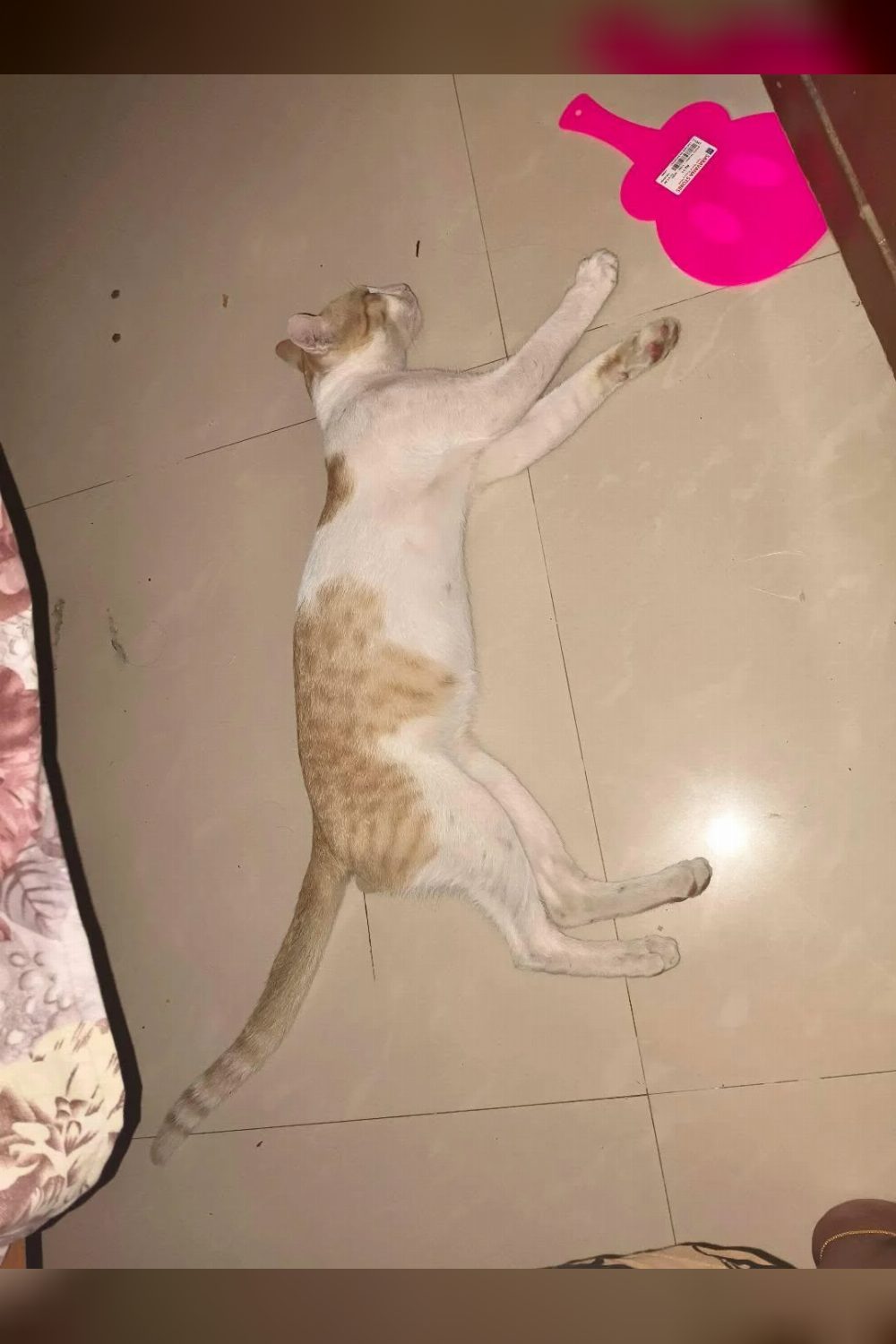 Adopt cheeto — chennai — Bengaluru