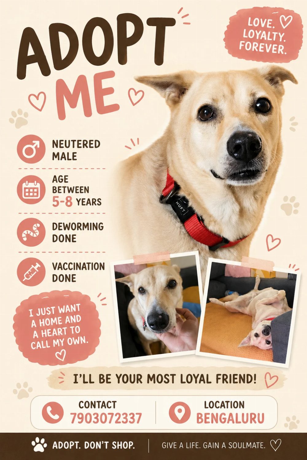 8-year-old male for adoption — Bengaluru