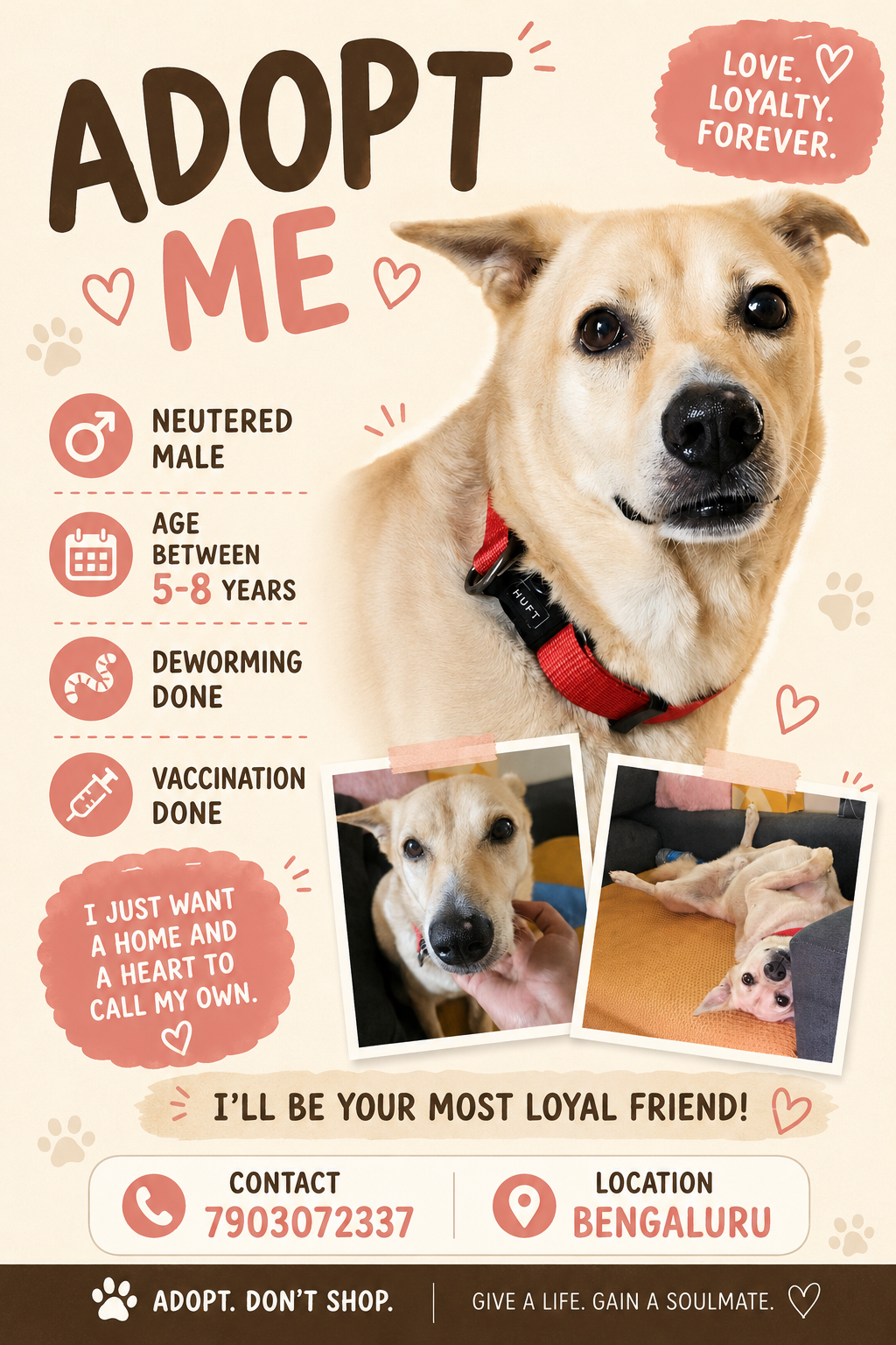 URGENT ADOPTION APPEAL – Bengaluru