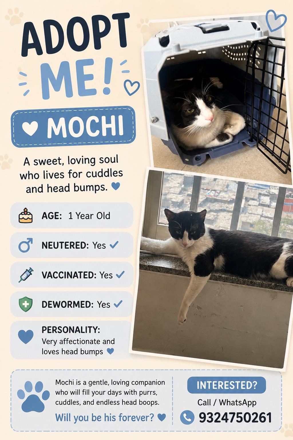 Urgent: Adoption For 3 cats 1 kitten