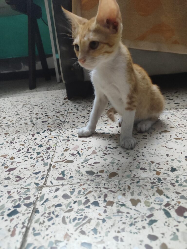 Adoption appeal
