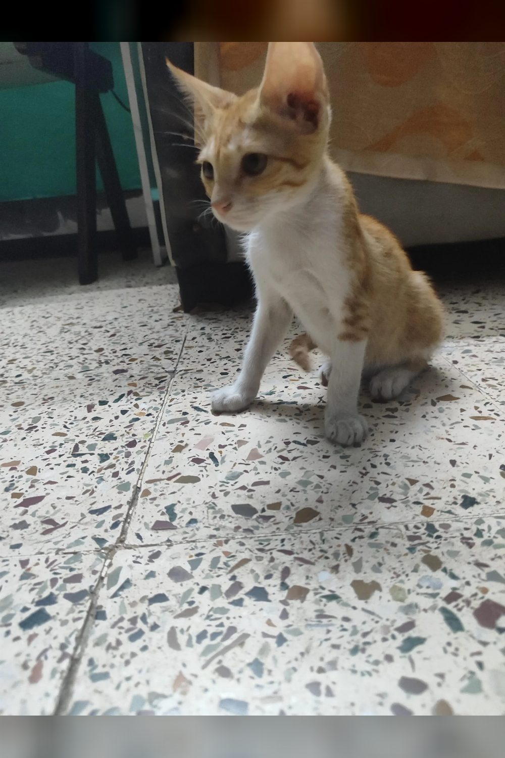 Three 2-month-old kittens for adoption — Thane Mumbai
