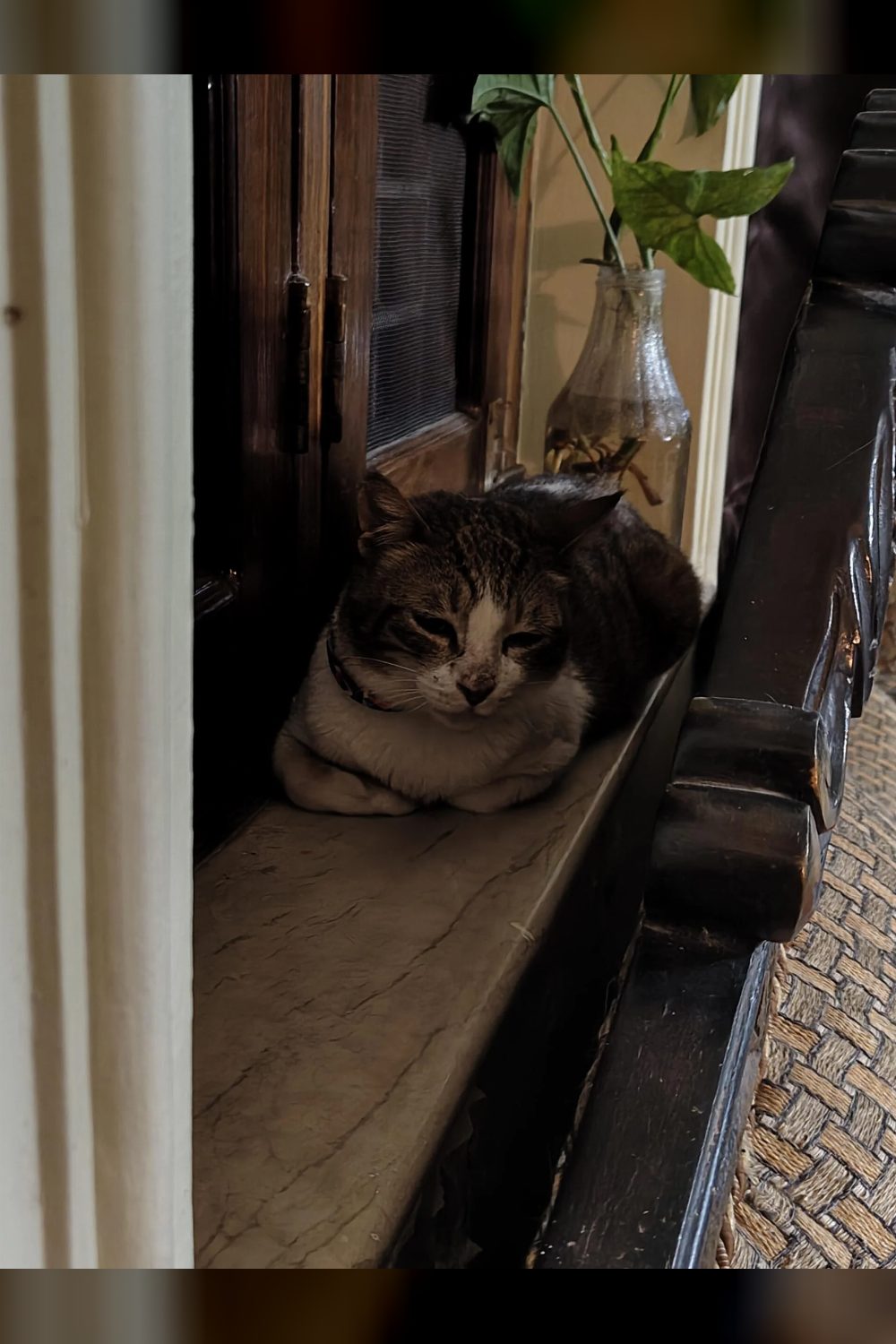 1-year-old female indie for adoption — Dehradun