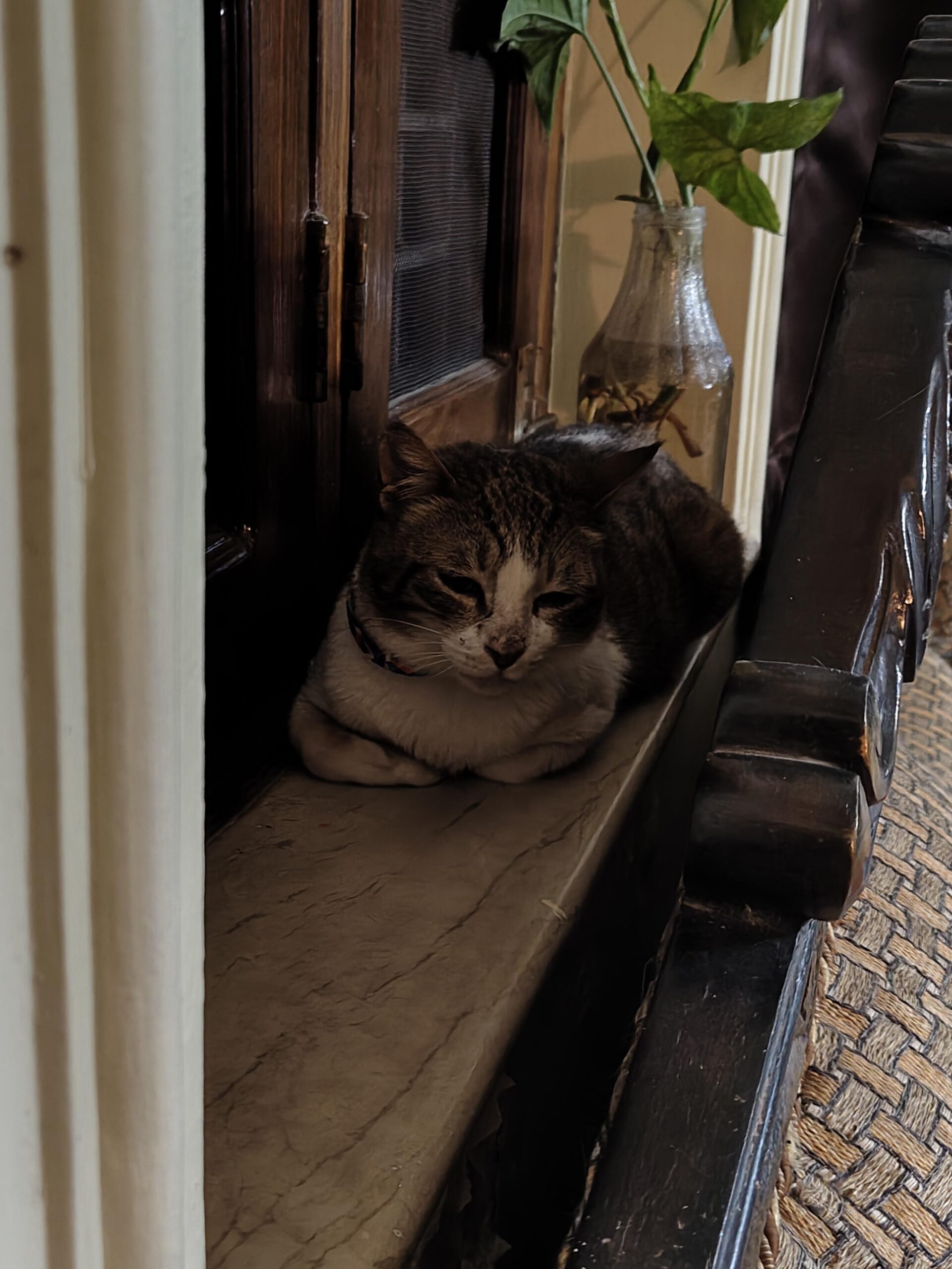 Cat for adoption