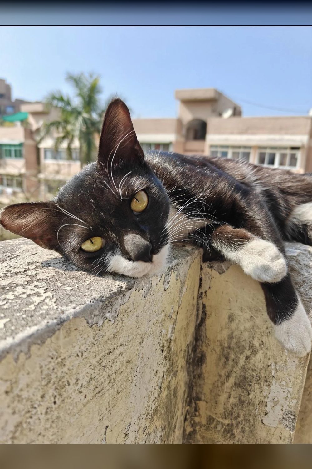 Orphan kittens for adoption in Mayur Vihar, Delhi