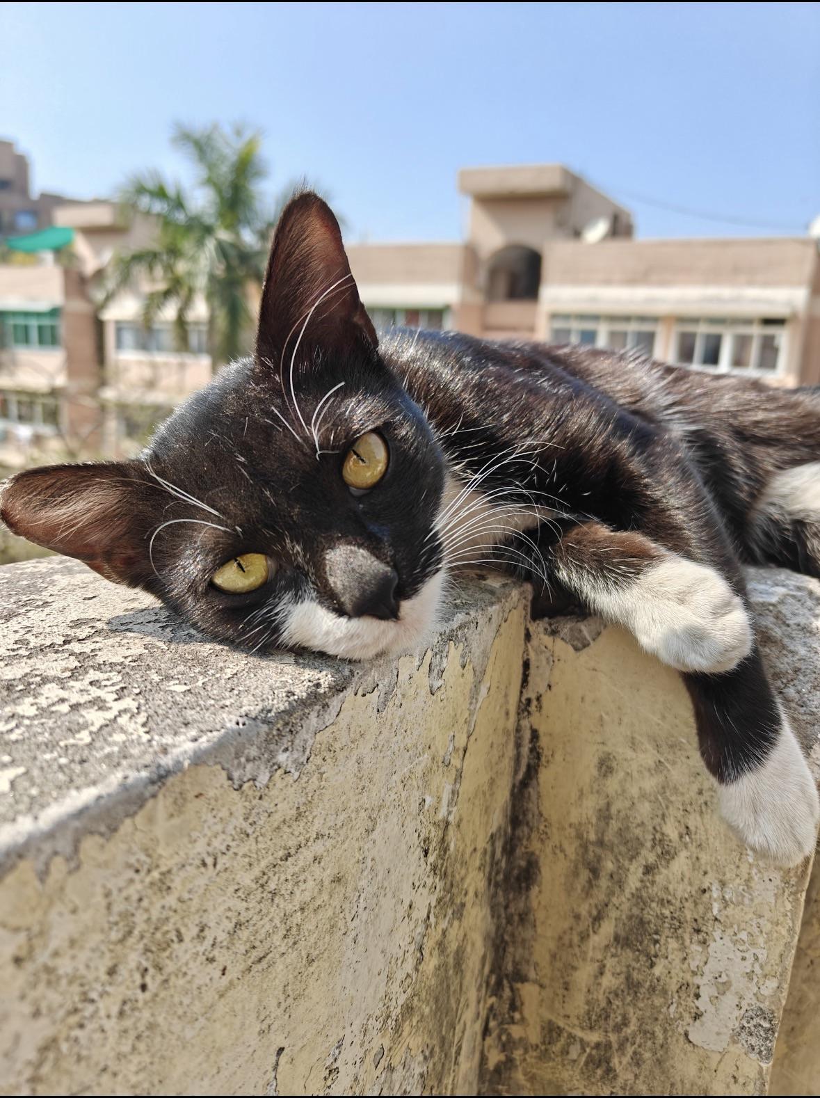 Orphan kittens for adoption in Mayur Vihar, Delhi