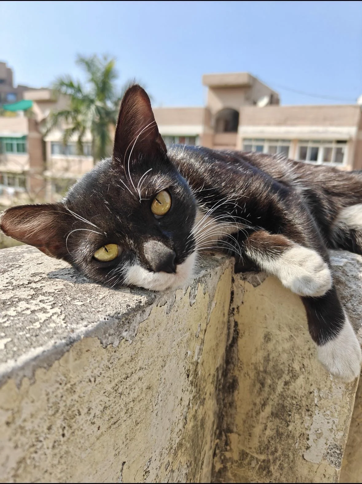 Orphan kittens for adoption in Mayur Vihar, Delhi