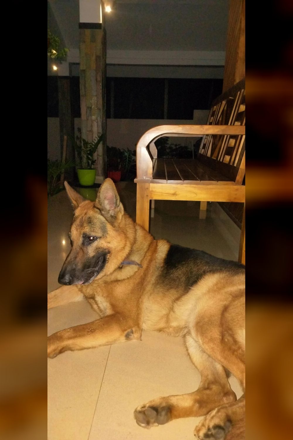Free adoption: German Shepherd (Wayanad,Kerala)