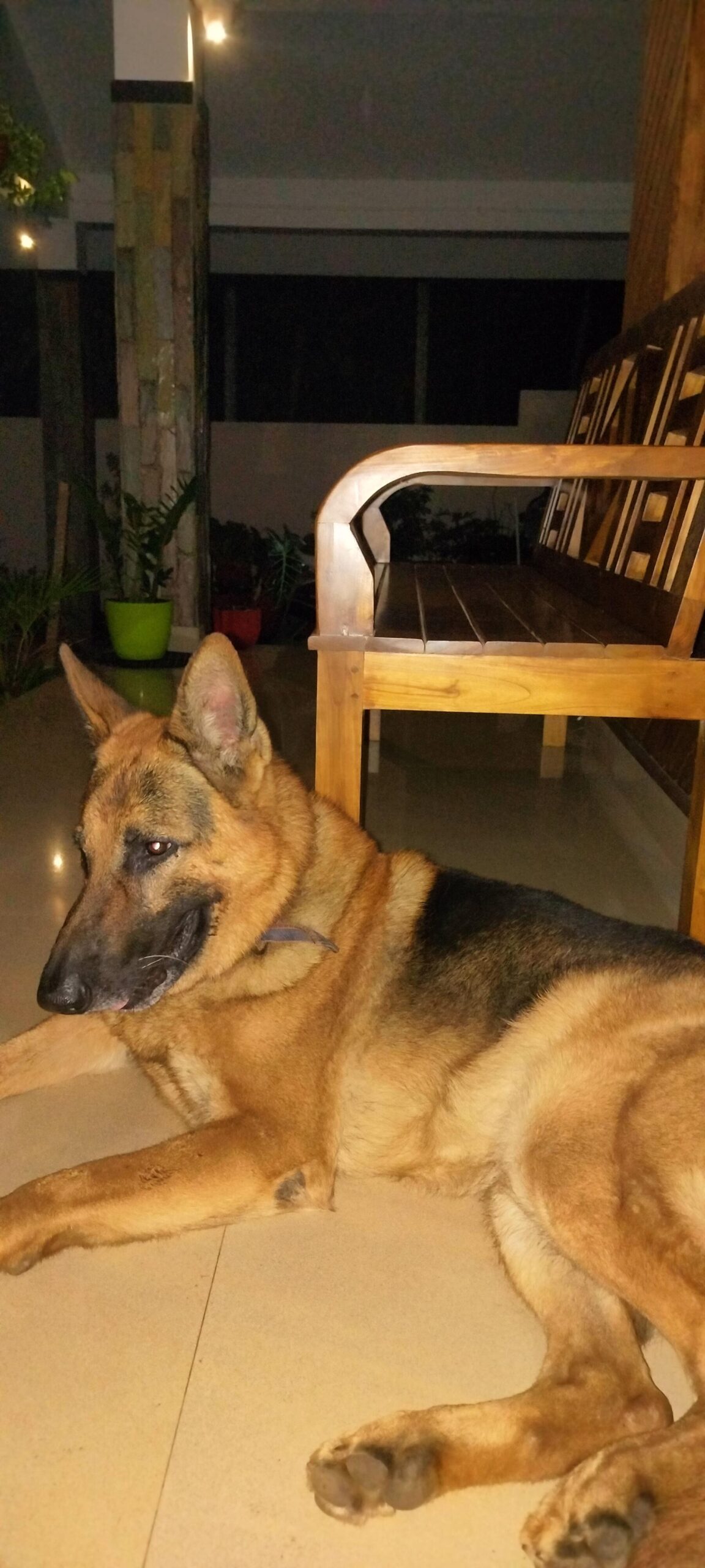 Free adoption: German Shepherd (Wayanad,Kerala)