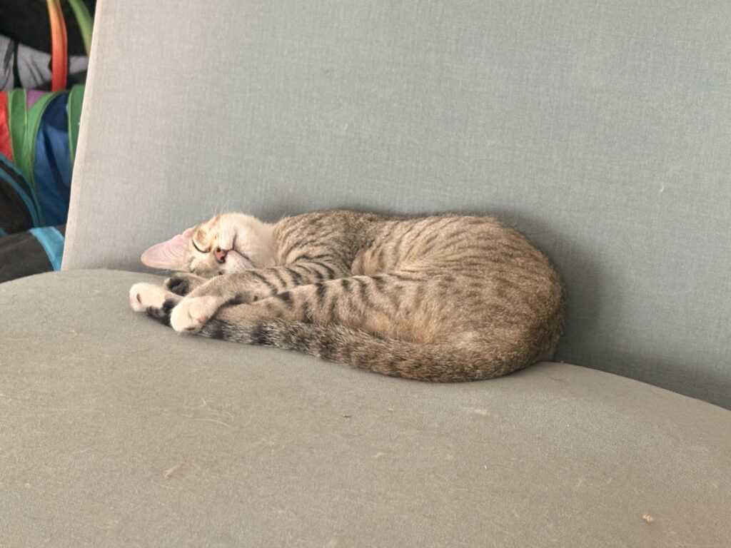 Two young 4 month old rescue kittens looking for a home in Bengaluru